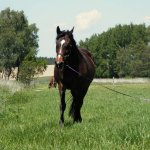 Felicie combi - Jackie